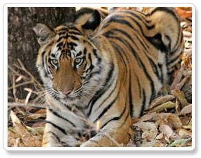 tiger trails during bandhavgarh safari