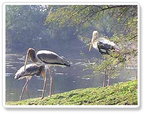 Bharatpur Bird Sanctuary