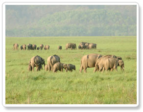 Corbett National Park 