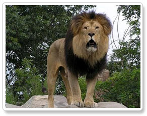 Gir Lion Sanctuary