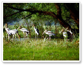 bharatpur bird tour