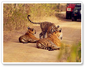 Ranthambhore Tiger