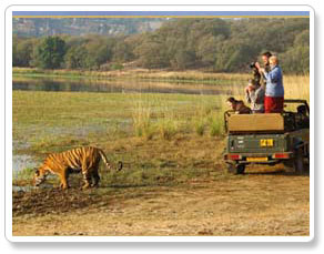 Ranthambore Tiger Safari