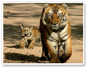 tiger in corbett reserve