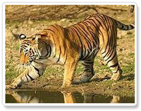 Tiger India