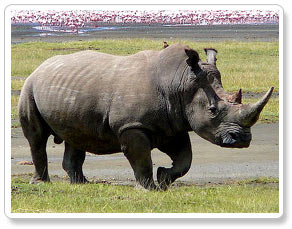 Kazirnaga Rhino Wildlife 