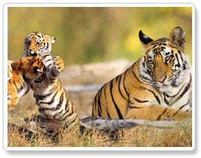 Pench Tiger Reserve Guide
