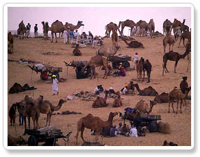 Camel Fair,  Pushkar