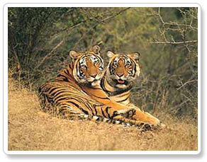 Ranthambhore Wild Guide