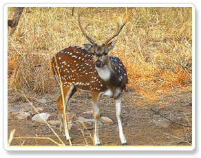 Sariska Wildlife Santary