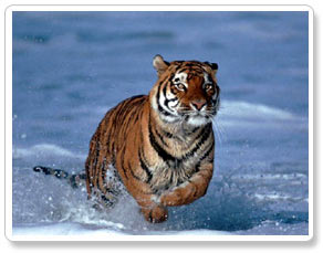 Sundarbans Bengal Tiger